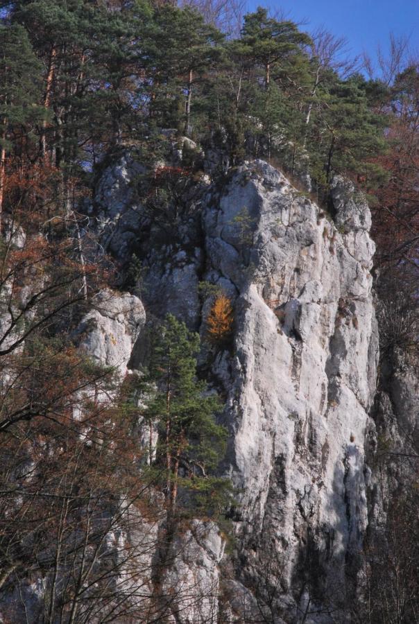 Pokoje Goscinne U Grazyny Ойцув Екстер'єр фото